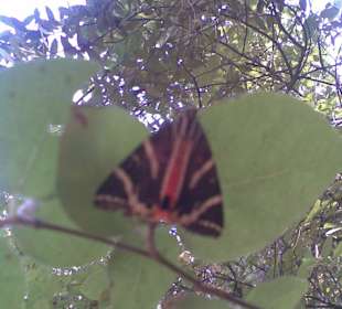 Tal der Schmetterlinge (Tiegermotten)