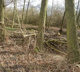 Naturschutzgebiet Boberger Niederung