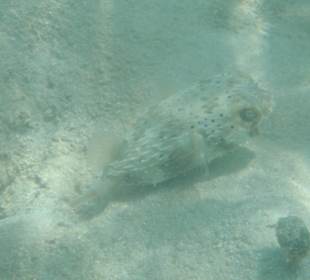 Igelfisch
