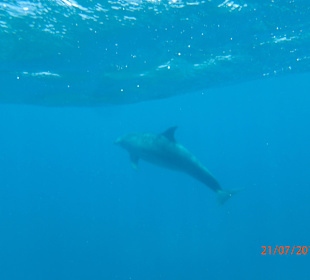 Ausflug zu den Delfinen