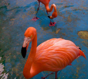 Curacao Sea-Aquarium