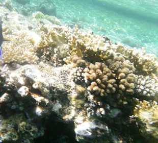 Unterwasserwelt Hotel Sharm Plaza