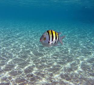 Sharm El Naga - Der Sergant