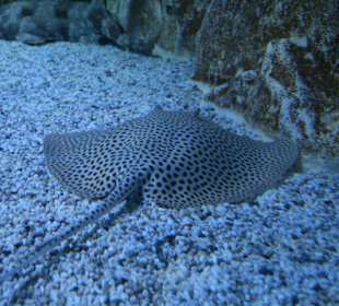 Meeresaquarium Zella Mehlis