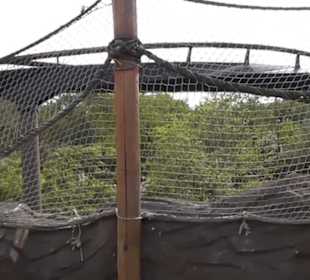 Deep in Africa - Black Mamba