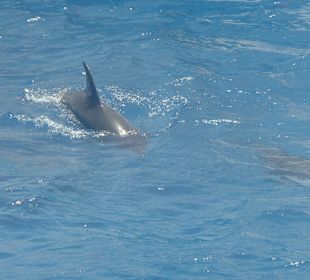 Am Strand gebuchter Schnorchelnausflug