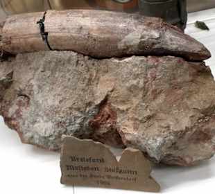 Stoßzahn vom Urelefant