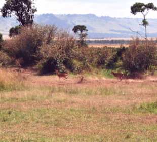Gepardenjagd in der Masai Mara