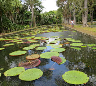 Sir Seewoosagur Ramgoolam Botanical Garden / Pamplemousses B