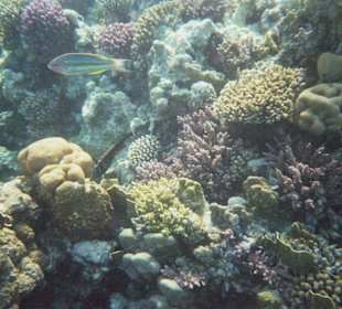 Riff vom Makadi Palace/Grand Makadi