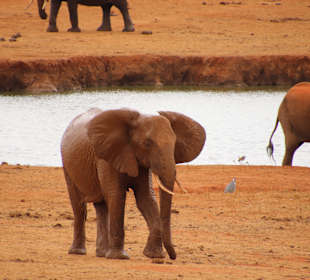 Tsavo Ost Nationalpark