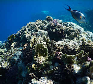 Schnorcheln Marsa Alam