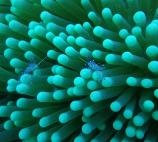 Sehr viele Makro - Motive