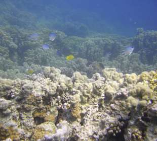 Tauchgebiet Poseidon Garden