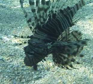 Schnorcheltour Feuerfisch