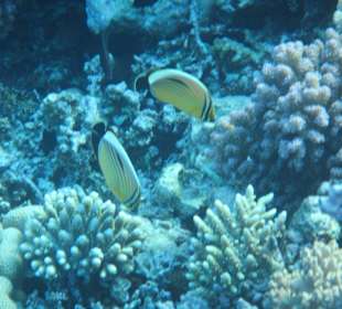 Hausriff Arabia Azur Resort