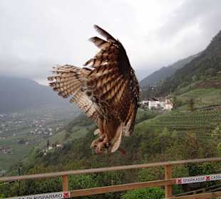 Greifvogelschau auf Schloss Tirol