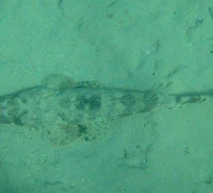 Krokodilfisch ca 1m lang