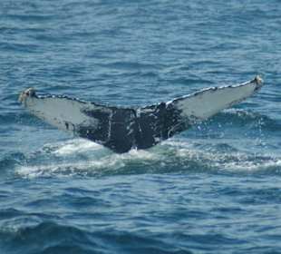 Unterwegs, um Wale zu beobachten