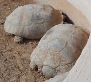 Riesen Schildgröten