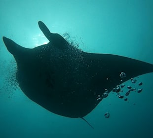 Manta