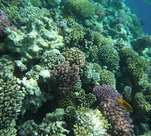 Wie in einer anderen Welt / Prima Life