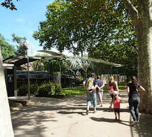 Vogelskelett