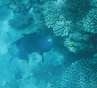 Blauer Drücker. Hotel Prima Life Makadi Bay