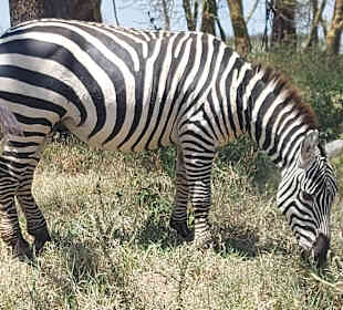 Zebra beim Grasen