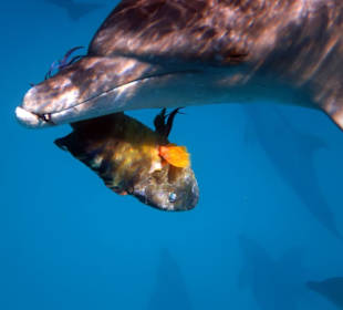 Guck mal was ich hier habe? Die kommen auch mal Ih