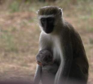 Affenmama, direkt am 1. Camp, Sentrim Camp