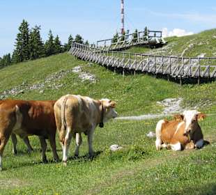  Am Schöckl Plateau