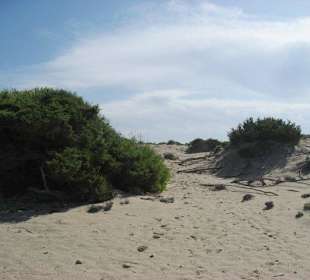 Dünennlandschaft, welche am Strand angrenzt