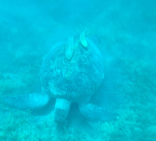 Schnorcheln Abu Soma