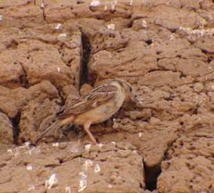 Ptaszek w skałach Świątyni