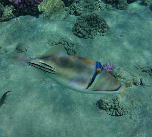 Arabischer Picassodrücker