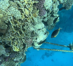 Schnorcheln Hurghada