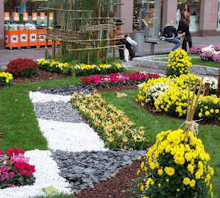 Chrysanthemen Show