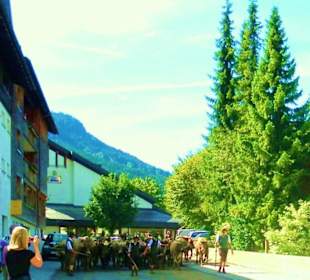 Alpabtrieb / Mellau / Vorarlberg Österreich 