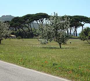 Golf von Baratti / Baratti-Strand