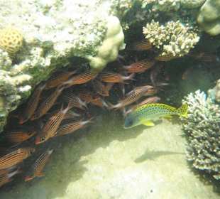 Hausriff Beach Albatros Resort