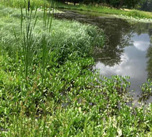 Wanderung Froschteich-Tour
