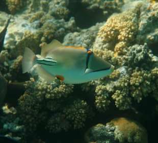 Rafa przy pomoście "Stella"