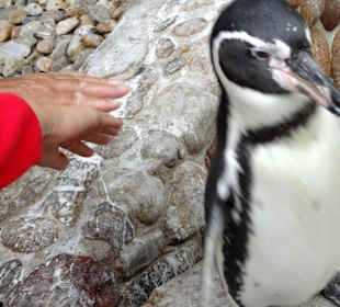 Pinguine zum anfassen