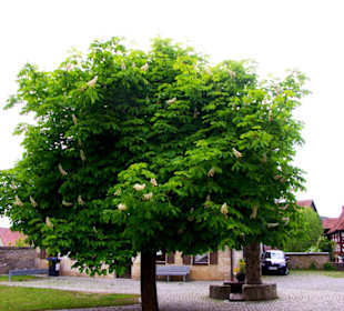 Im Gartenbereich Kirche