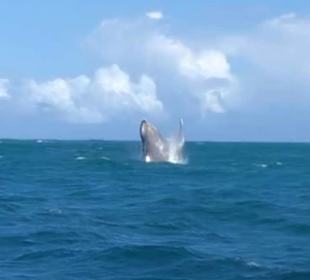 Walewatching Samana Januar 2019