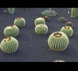 Kakteen so weit man sehen kann