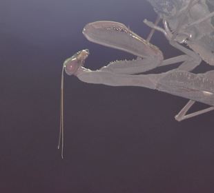 "Gottesanbeterin" an einer Wegleuchtung