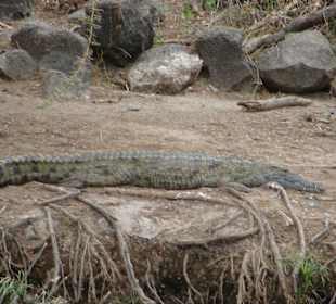 Krokodil