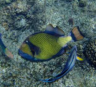 Muschelfressender Drücker